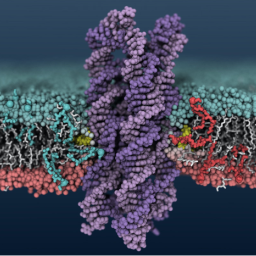 MD simulation of the DNA-based scramblase